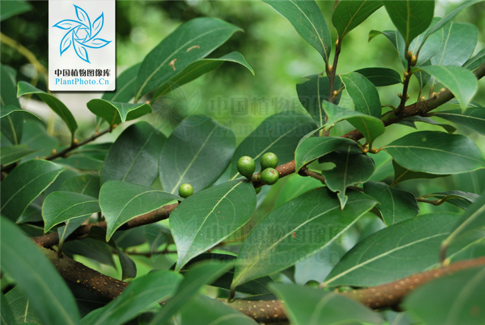 带刺的香叶树(带刺的香叶树图片) - 123植物网