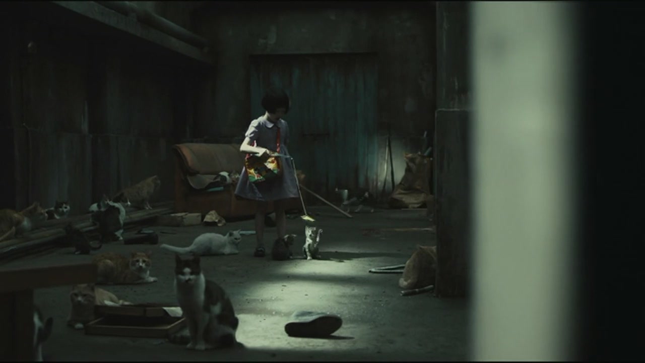 猫:看见死亡的双眼