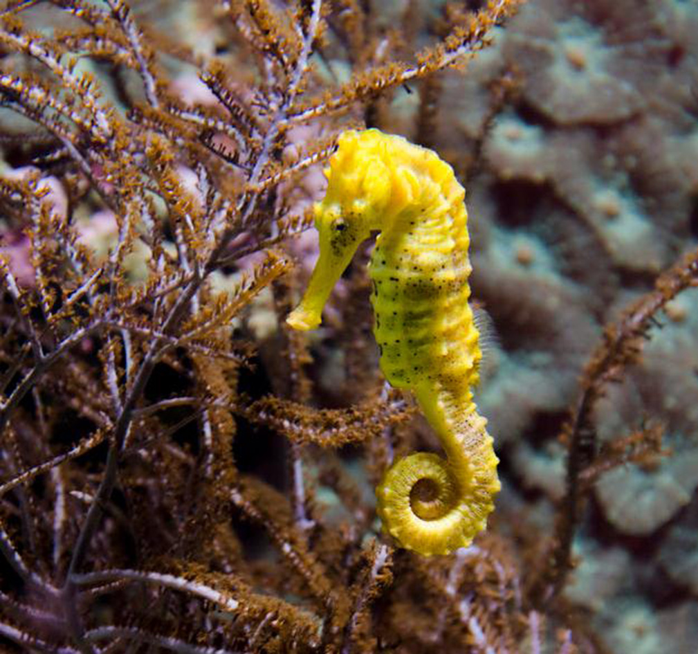  p>海马(拉丁学名: i>hippocampus /i>),是刺鱼目 a target="_blank"