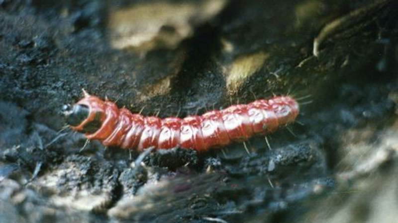 href="/item/苹果蠧蛾">苹果蠧蛾 /a>, i>cydia pomonella /i>,鳞翅目