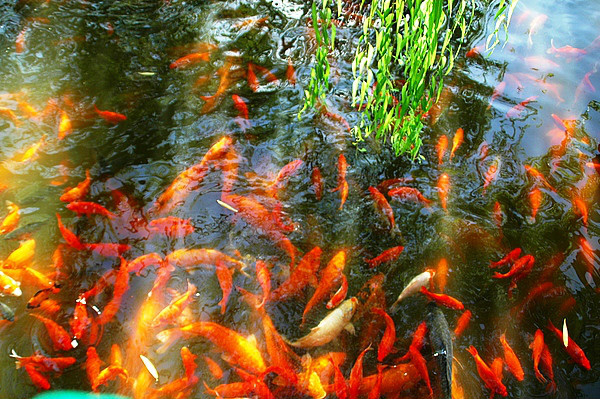 观鱼