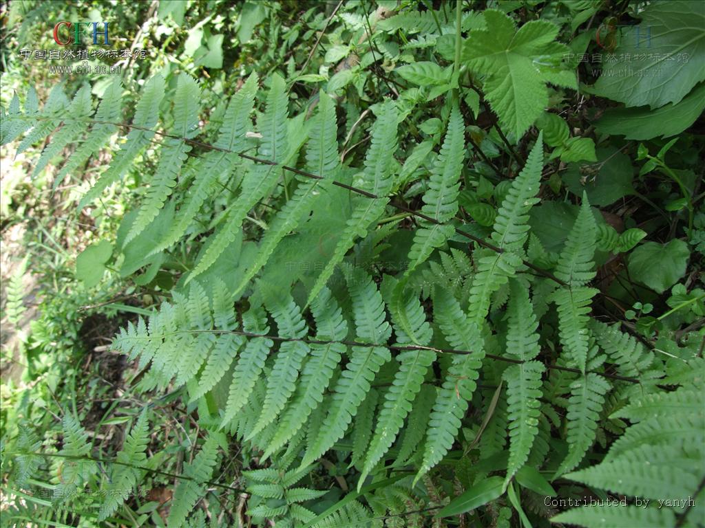 pseudophegopteris ching