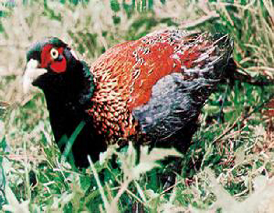 白色颈圈狭,而在前颈处有中断;背部淡金黄;胸部铜橙,而具狭形黑色羽缘