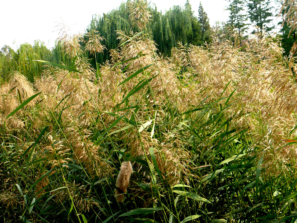  p>芦苇属(学名:phragmites)是禾本科下属一类植物,有10余种,分布于