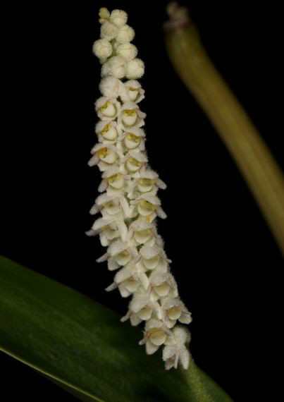  p>鹅白毛兰(学名: i>eria stricta /i> lindl.