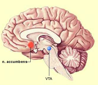  p data-id="go04bzs1m0">中脑腹侧被盖区(ventral tegmental area)