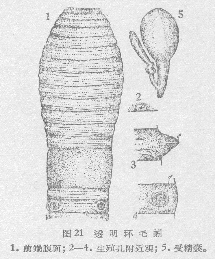 透明环毛蚓