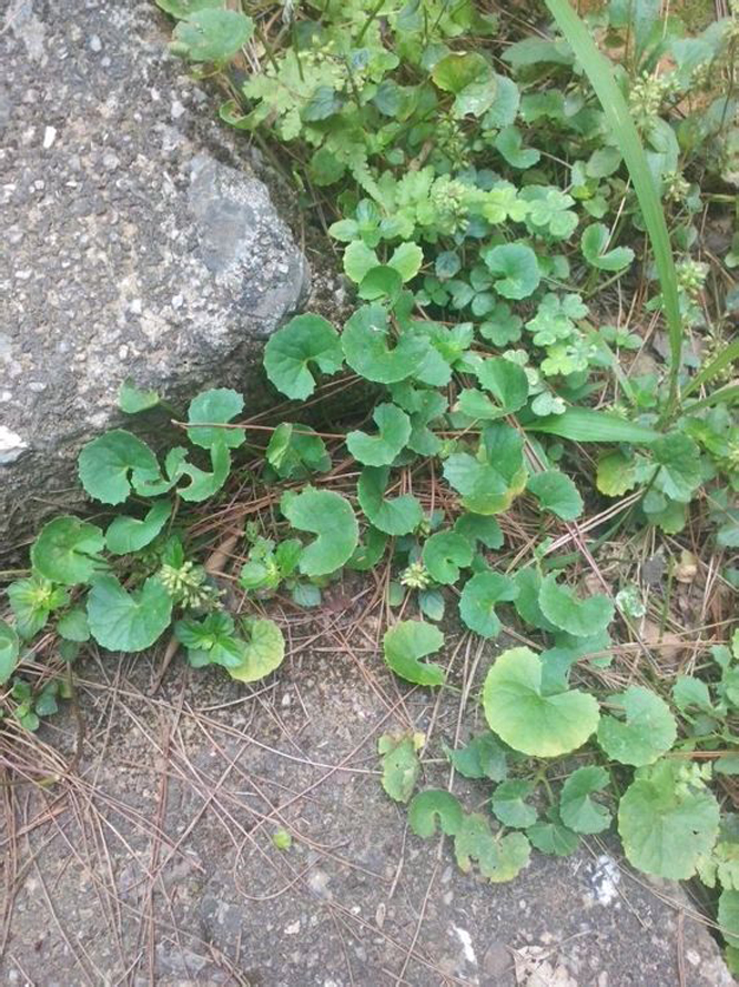 马蹄草
