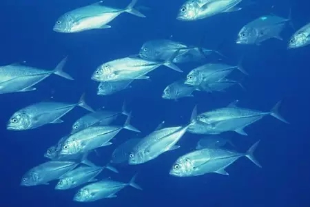 深海鱼 百度百科