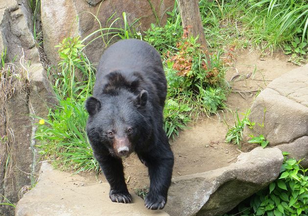 p>黑熊(学名: i>ursus thibetanus /i>):是食肉目,熊科动物.