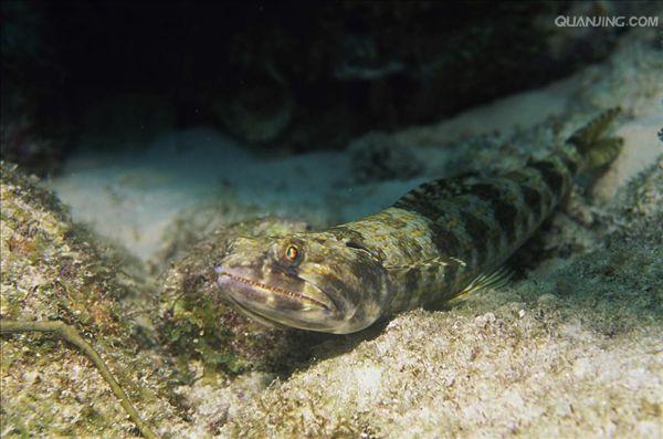  p>龙头鱼(学名: i>harpadon nehereus /i>)是龙头鱼科,龙头鱼属的一