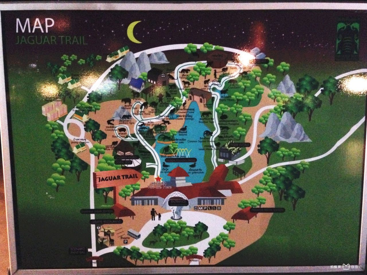 清迈夜间动物园