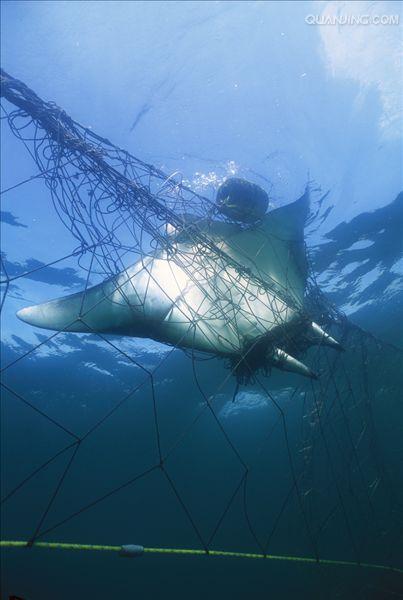 属于软骨鱼纲,蝠鲼科,它包含两个属,前口蝠鲼属和蝠鲼属.