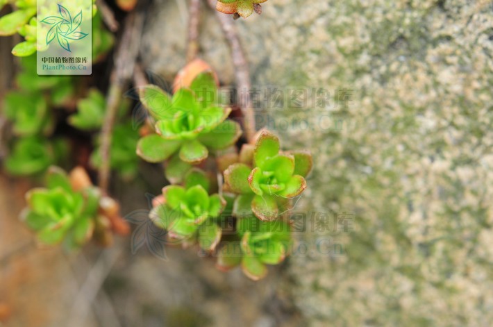  p>东南景天(学名: i>sedum alfredii /i> hance)是景天科,景天属植物