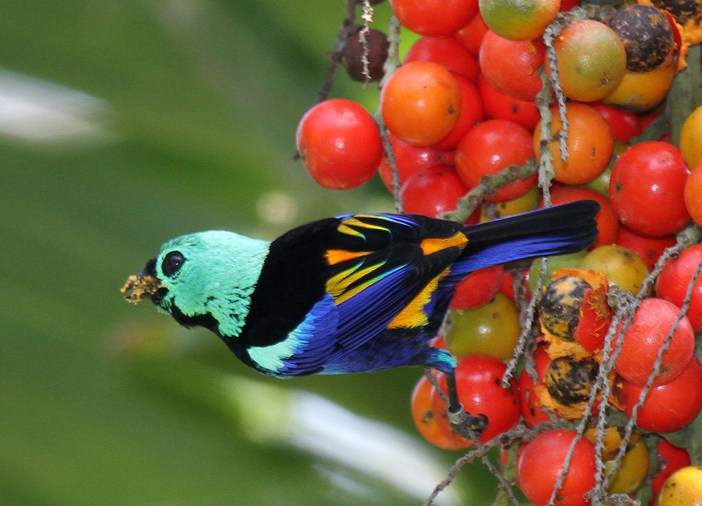  p>七彩唐加拉雀(学名: i>tangara fastuosa /i>)长约13.5厘米.