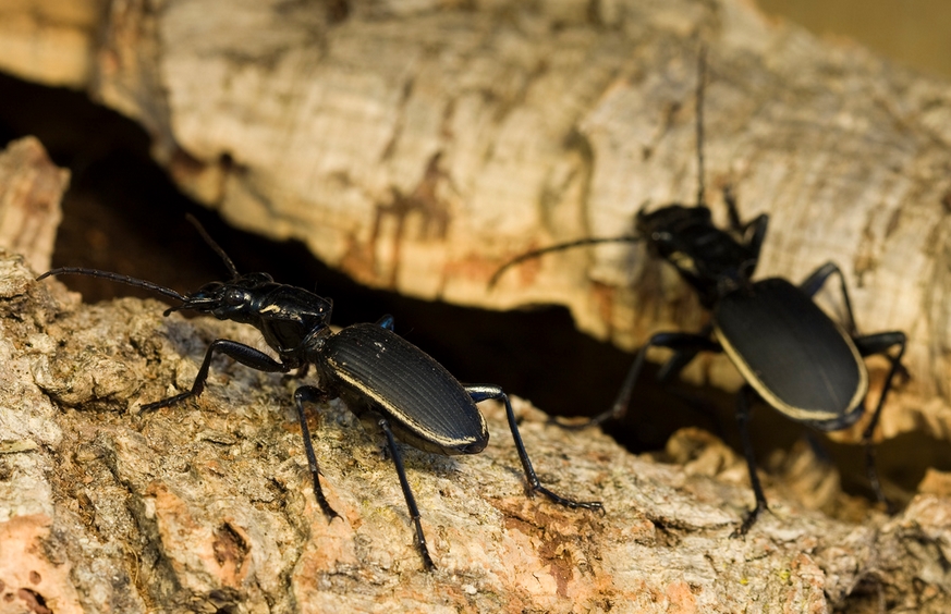 two-spotted ground beetle