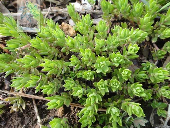 p>藓状景天(sedum polytrichoides)是多年生的 a href="#" data