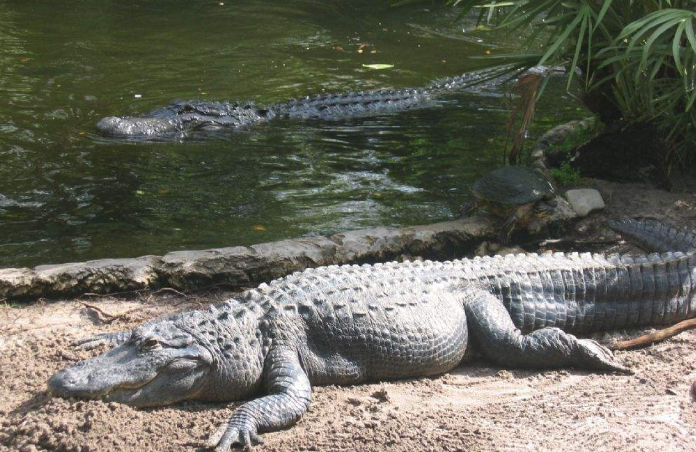 代表种如密河鳄,分布于美国东南部,全长可达5米,体色为黑色,幼鳄间有