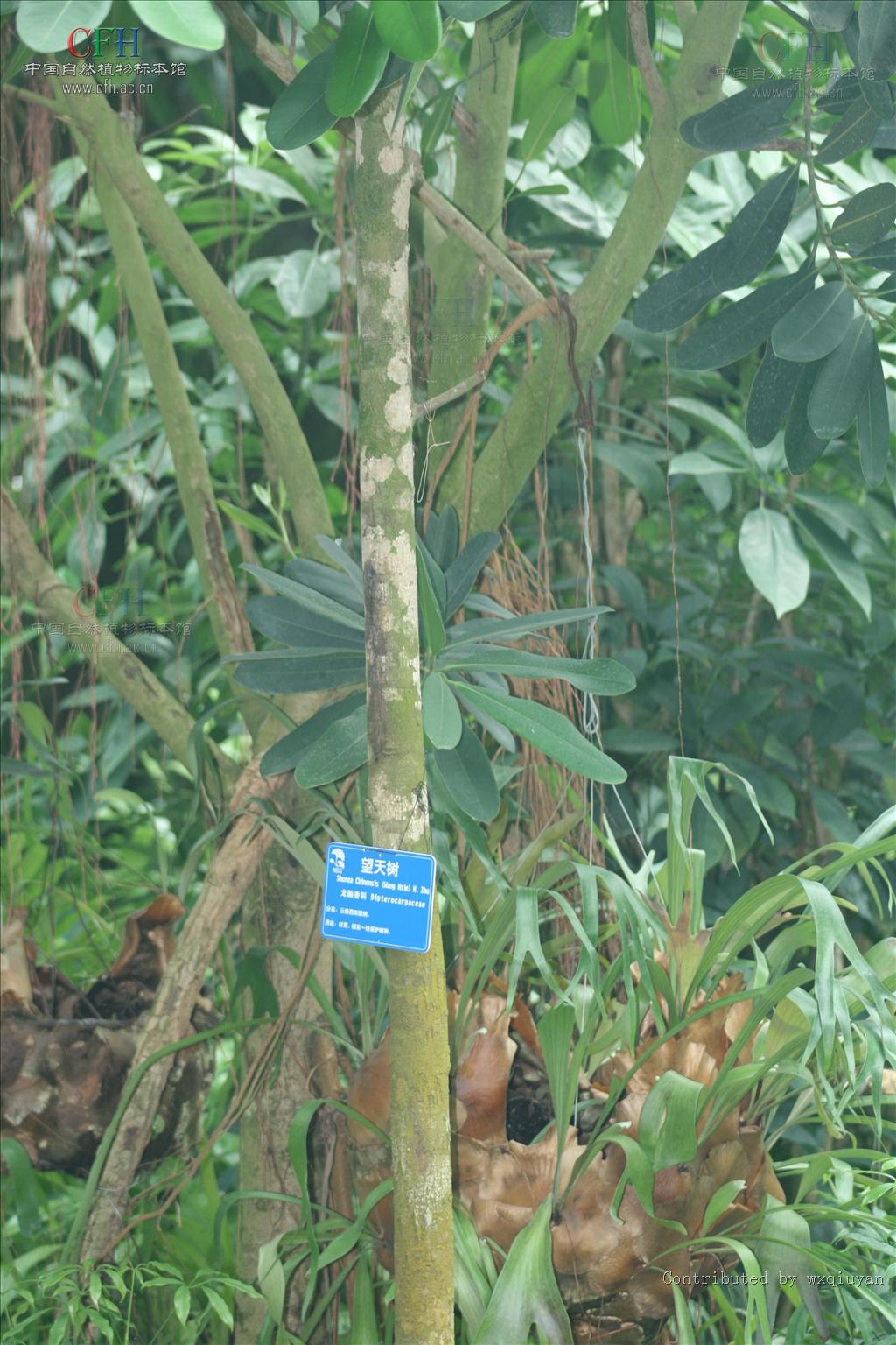  p>柳安属 i>(parashorea kurz) /i> a target="_blank" href="/item