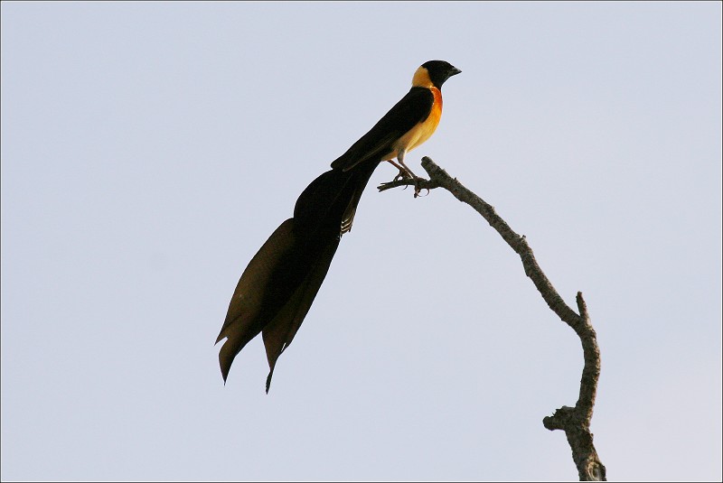 long-tailed paradise whydah