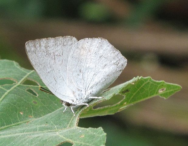 curetis acuta