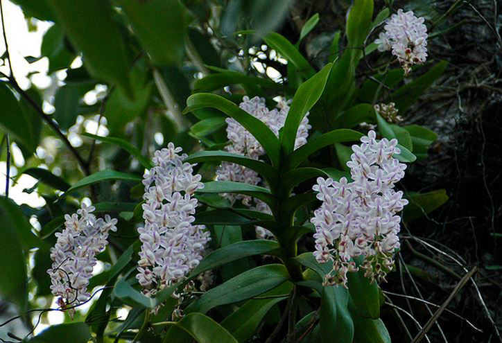  p>香花指甲兰(学名: i>aerides odorata /i> lour.):茎粗壮.