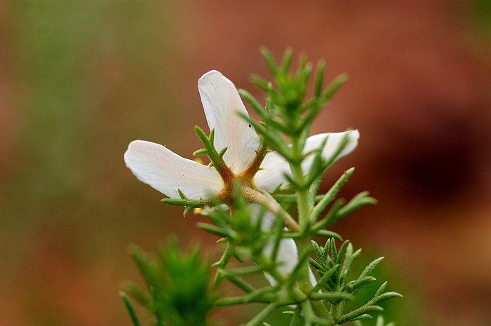  p>多裂骆驼蓬(学名: i>peganum multisectum /i> (maxim.) bobr.