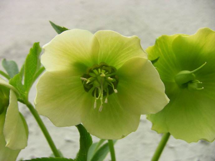  p>草本,有块状根茎;叶大部合生,掌状深裂,茎叶1枚生于花下而成一总苞