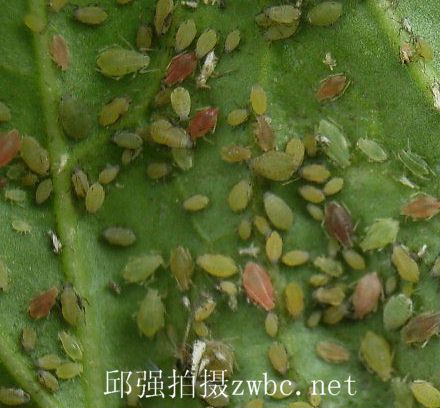  p>桃粉蚜是害虫的一种,属同翅目,蚜科.中国南北果区都有分布.