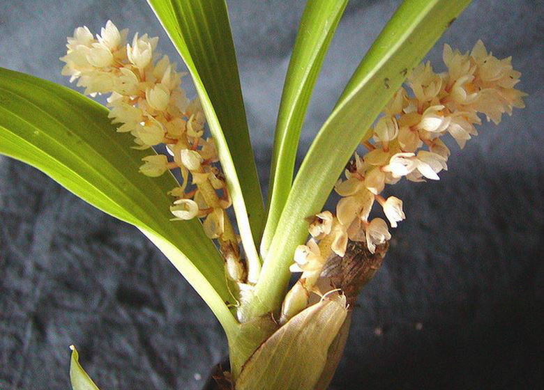  p>匍茎毛兰(学名: i>eria clausa /i>  king et pantl.