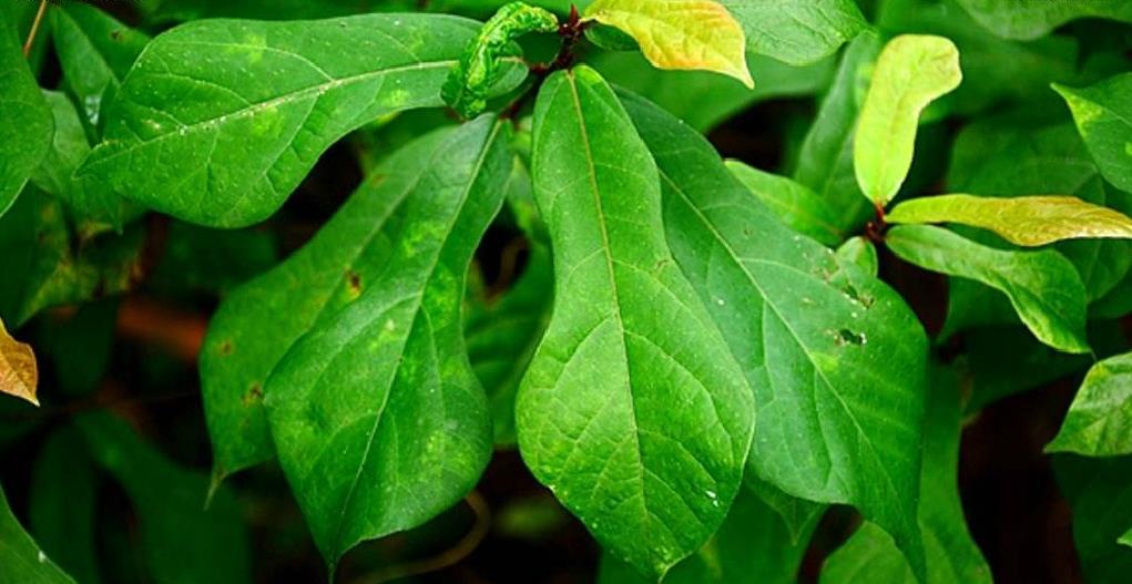  p>琴叶榕(学名: i>ficus pandurata  /i>hance)是桑科,榕属小灌木,高