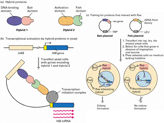 农杆菌介导转化技术