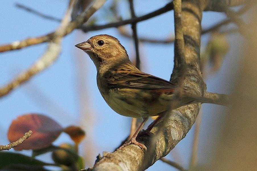  p>栗鹀(学名: i>emberiza rutila /i>):为鹀科鹀属的鸟类,体重15-22