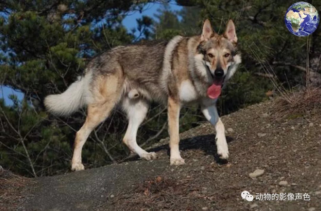 威武雄壮的捷克狼犬，专门由特种部队培育出来的特种犬_百科TA说