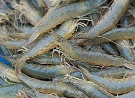  p data-id="tirg13qo0efd">沙虾是十足目对虾