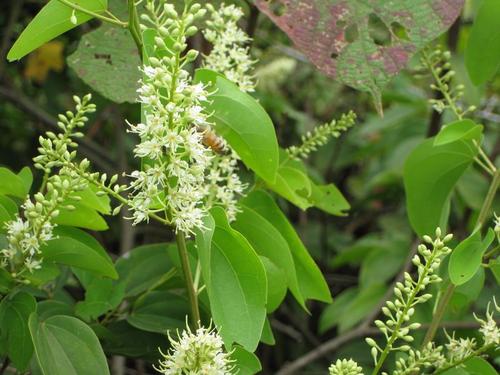 阳朔九龙藤蜂蜜