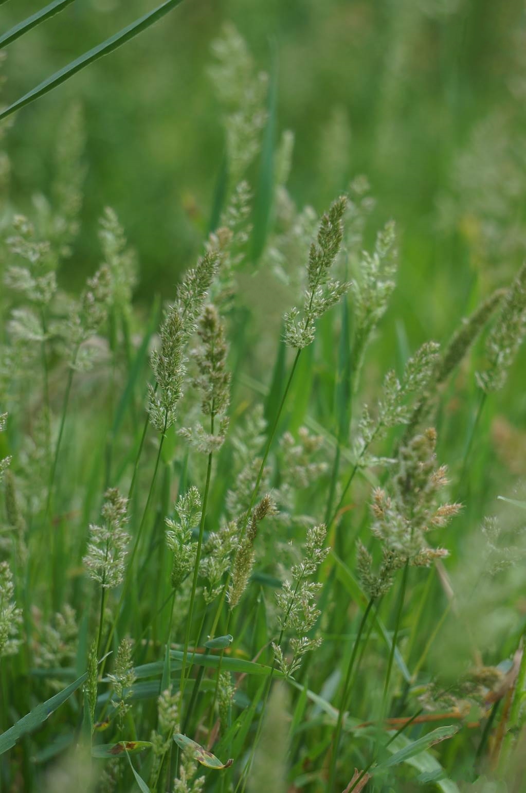  p>棒头草(学名: i>polypogon fugax /i> nees ex steud.