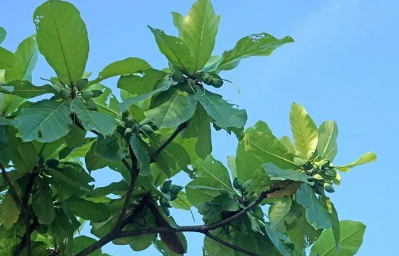 值得我们永远铭记的榄仁树_百科TA说