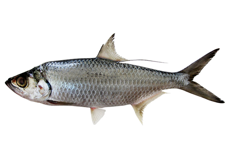  p>大海鲢(学名: i>megalops cyprinoids /i>)是大海鲢科,大海鲢属一