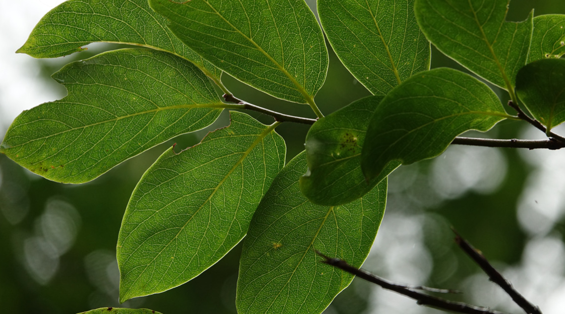 是樟科,樟属常绿乔木,树皮暗灰褐色,枝条粗壮,圆柱形,叶互生,通常为