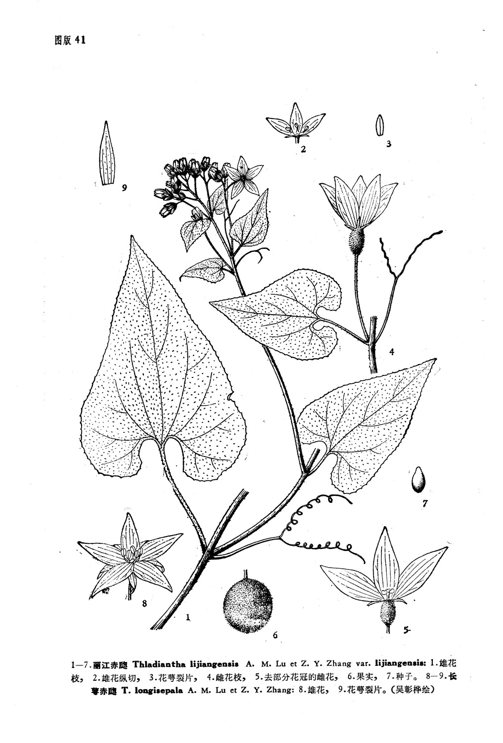 y. wu et lu et z. y. zhang)为葫芦科赤瓟属植物,是中国的特有植 ..
