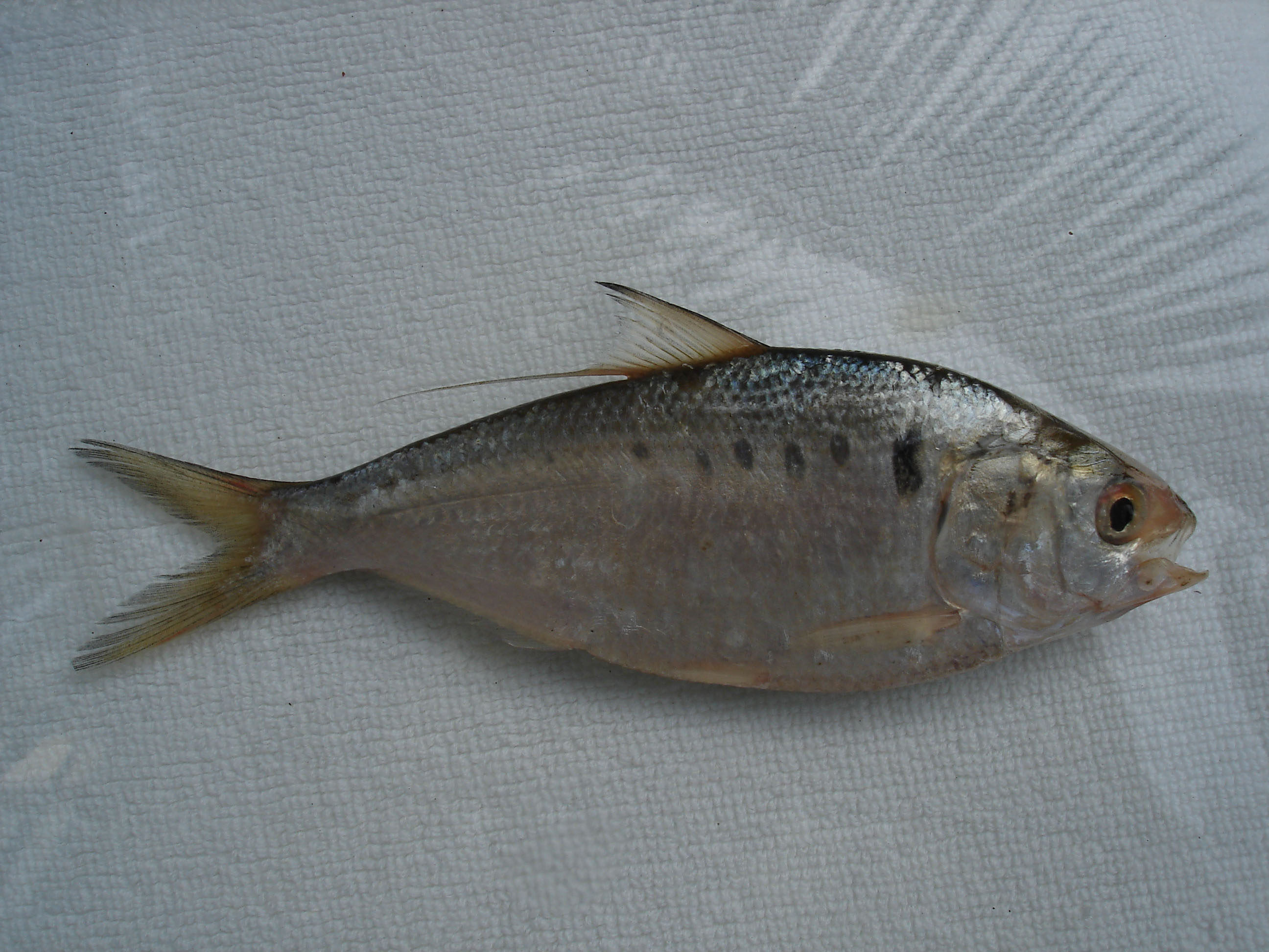  p>花鰶(学名: i>clupanodon thrissa /i>)是鲱科,鰶属的一种鱼类.