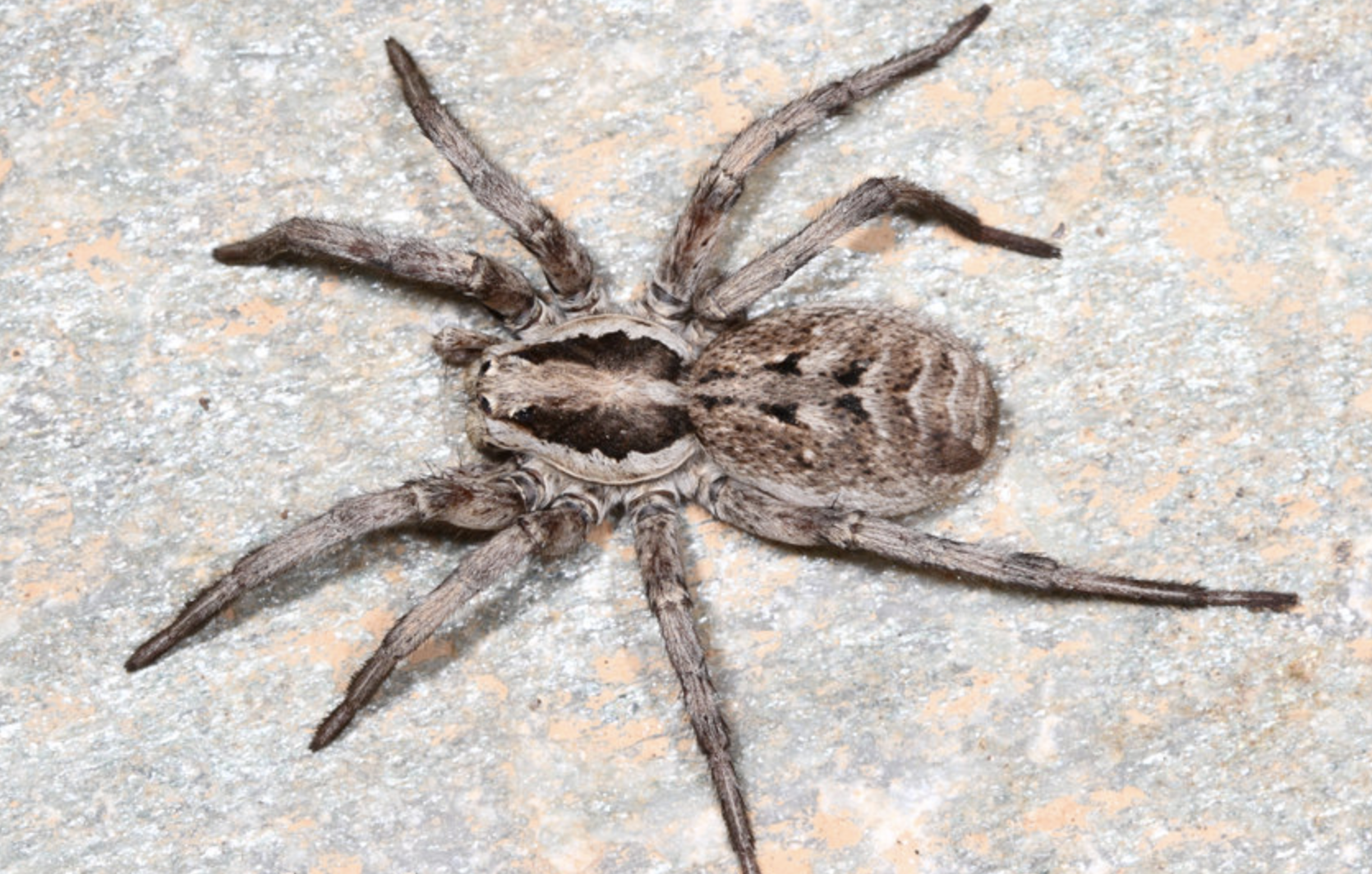  p>狼蛛属 a target="_blank" href="/item/蜘蛛/6152" data-lemmaid=