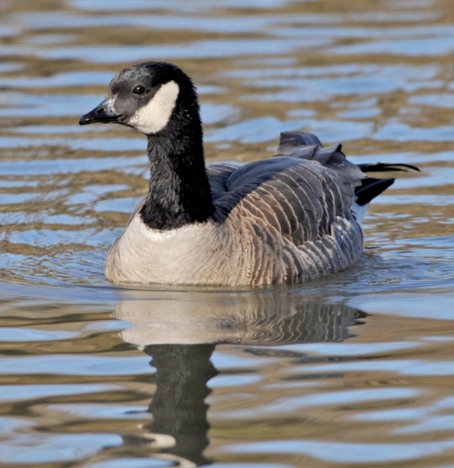  p>小美洲黑雁(学名: i>branta hutchinsii /i>):是一种分布于北美的