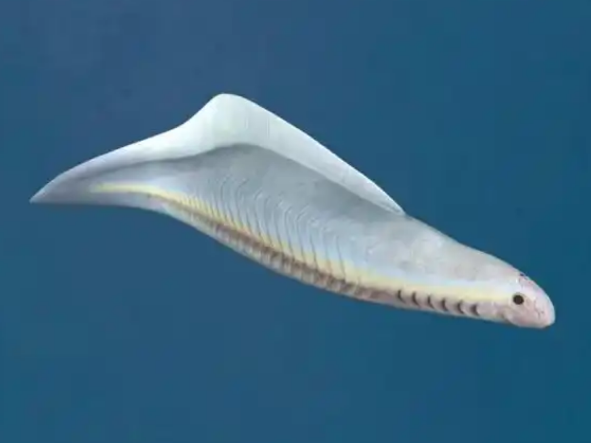 昆明鱼