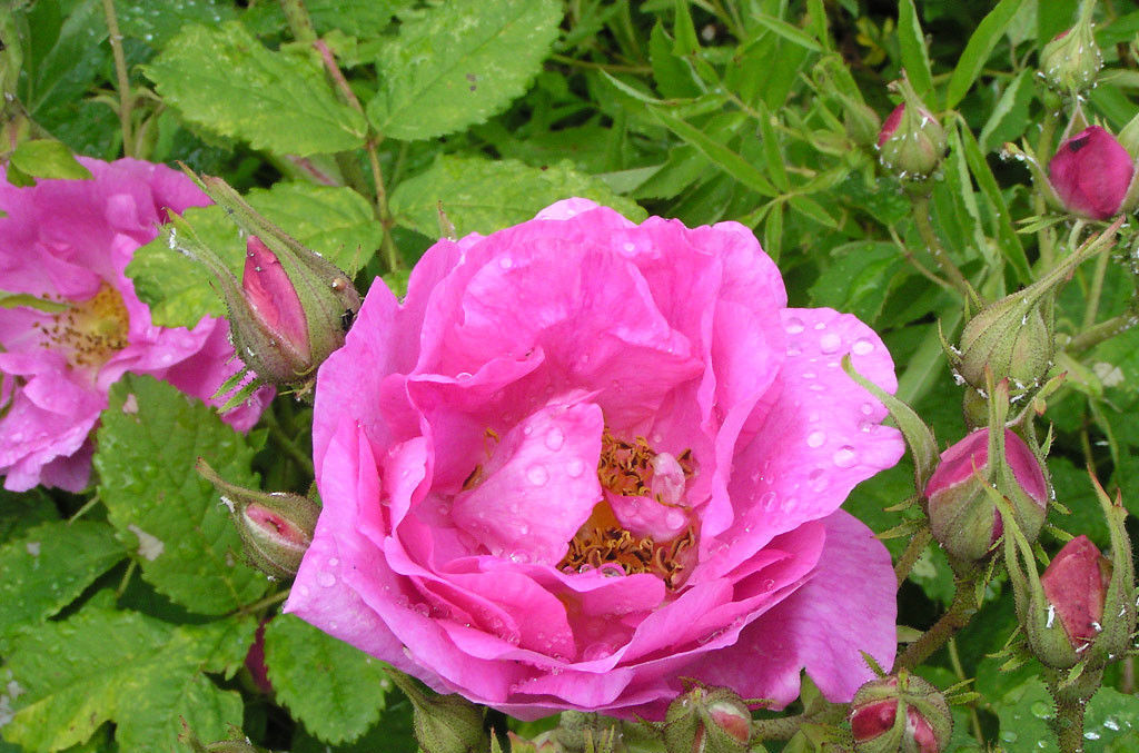 腺叶大果蔷薇麻麻乡群体