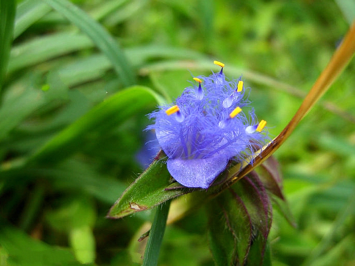  p>蓝耳草(学名: i>cyanotis vaga /i> (lour.) schultes. et j. h.