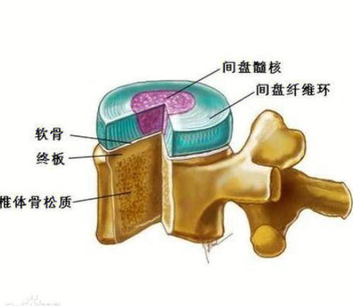 椎体终板_百度百科
