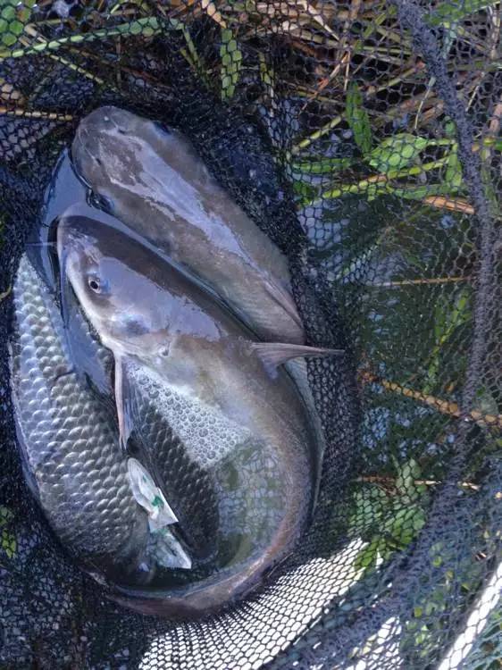  p data-id="gnx5i8h9kv">滁州特产梅鱼又名"梅白鱼",梅鱼亦称梅白鱼