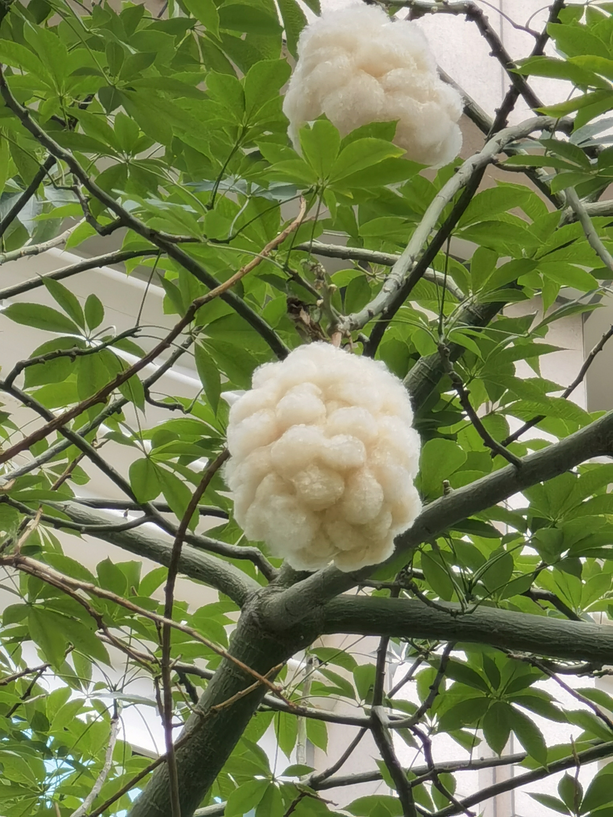 美丽异木棉春天开出朵朵雪白棉花_百科TA说